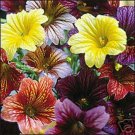 25 Rare Stained Glass Flower Seeds Mix Annual Salpiglossis