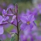 25 Rare Orchophragmus February Orchid Reseeding Annual Flower Seeds