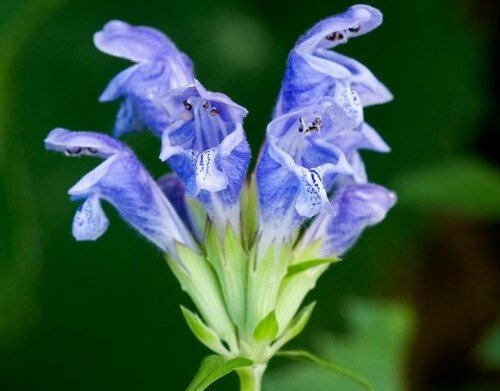 50 Dragons Head Dracocephalum Lemon Scent Drought Tolerant Perennial Seeds