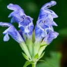 50 Dragons Head Dracocephalum Lemon Scent Drought Tolerant Perennial Seeds