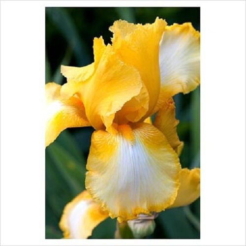 20 Bi Color Yellow Bearded Iris Perennial Germanic Iris Flower Seeds