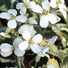 50 Arabis Caucasica White Rock Cress Flower Seeds Perennial Deer Resistant