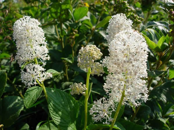 30 Ceanothus New Jersey Tea Flower Seeds Perennial Shrub Drought Tol
