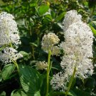 30 Ceanothus New Jersey Tea Flower Seeds Perennial Shrub Drought Tol