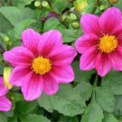 New 25 Pink Dahlia Milano Flower Seeds