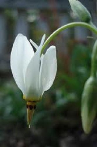 25 Dodecatheon Meadia White Midland Shooting Star Flower Seeds Shade Perennial