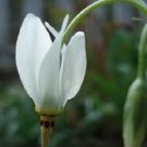 25 Dodecatheon Meadia White Midland Shooting Star Flower Seeds Shade Perennial