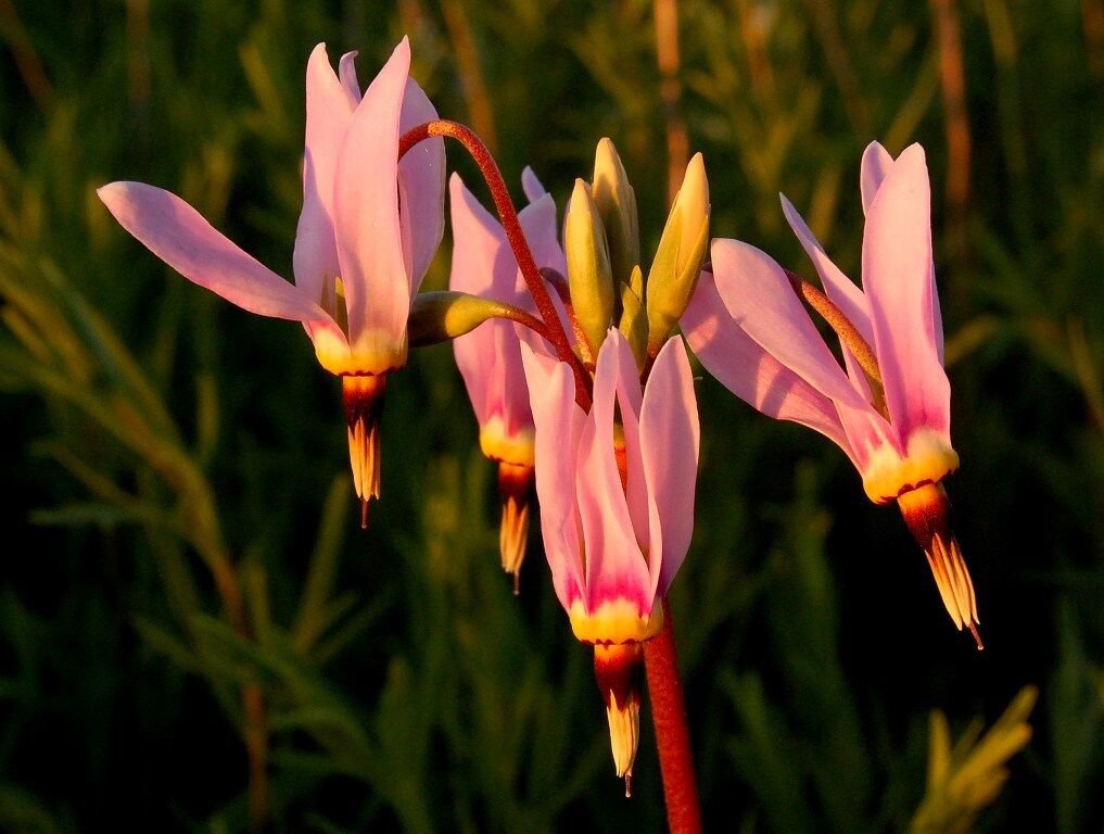 25 Dodecatheon Meadia Pink Midland Shooting Star Flower Seeds Shade Perennial