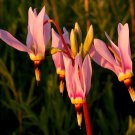 25 Dodecatheon Meadia Pink Midland Shooting Star Flower Seeds Shade Perennial