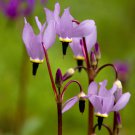 25 Dodecatheon Meadia Purple Midland Shooting Star Flower Seeds Shade Perennial