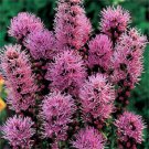 50 Liatris Prairie Blazing Star Perennial Flower Seeds