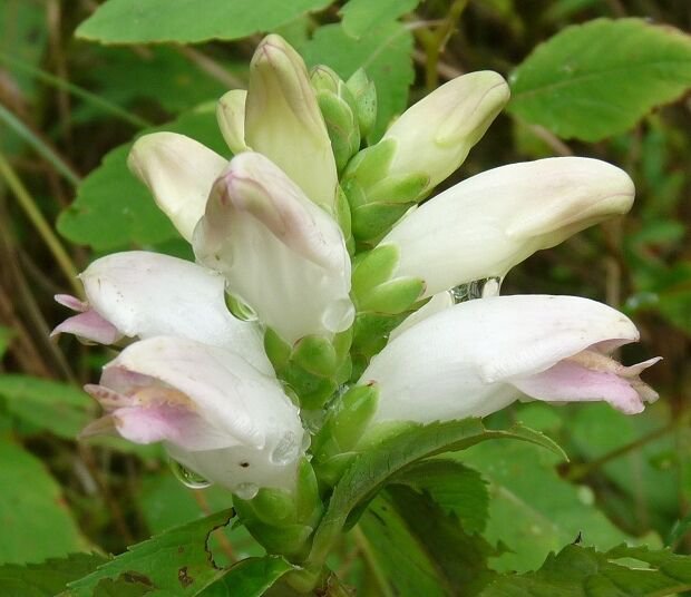50 Chelone Glabra White Turtle Head Flower Seeds Shade Loving Perennial