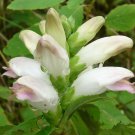 50 Chelone Glabra White Turtle Head Flower Seeds Shade Loving Perennial