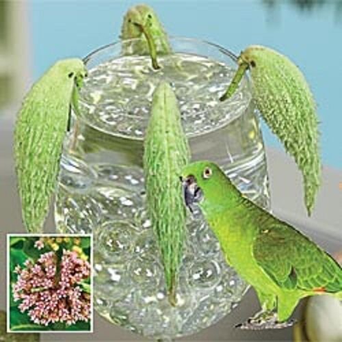 New 30 Parrot Pod Virginian Silk Flower Seeds Perennial