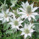 30 Silver Alpine Sea Holly Eryngium Silver Ghost Flower Seeds Perennial