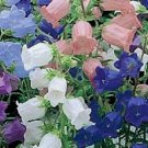 50 Campanula Canterbury Bells Perennial Flower Seed Mix Great Gift
