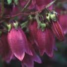50 Ruby Red Campanula Canterbury Bells Perennial Flower Seeds Gift