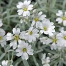 100 Snow In Summer Cerastium Perennial Flower Seedsdeer Resistant Ground Cover