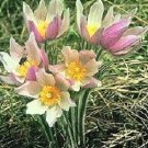 30 Anemone Patens Wolfgangiana Flower Seeds Perennial Pulsatilla Pasque