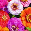 75 Zinnia Elegans Mixed Colors Flower Seed Mix Long Lasting Annual