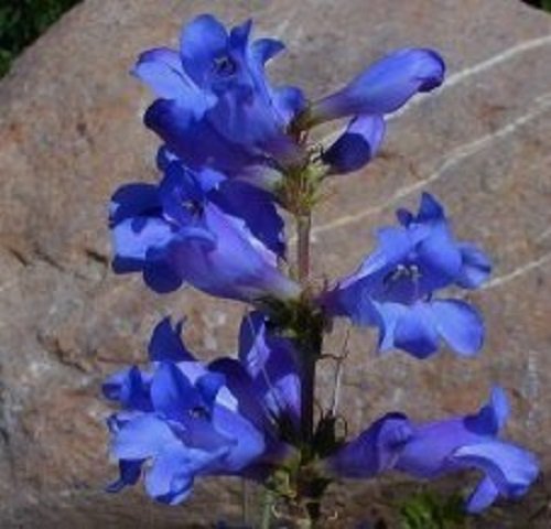 50 Penstemon Heterophyllus Blue Spring Flower Seeds Perennial