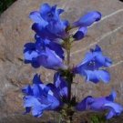 50 Penstemon Heterophyllus Blue Spring Flower Seeds Perennial