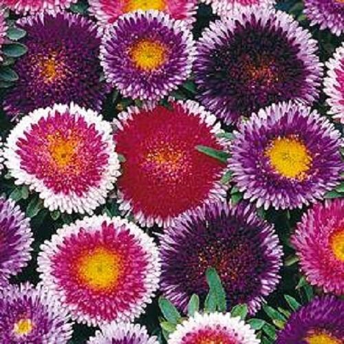 20 Giant Blue Moonred Moon Aster Flower Seeds Mix Reseeding Annual