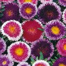 20 Giant Blue Moonred Moon Aster Flower Seeds Mix Reseeding Annual
