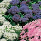 50 Ageratum Rare Hawaii Mix Flower Seeds