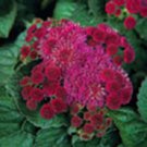 50 Red Royal Hawaiian Ageratum Flower Seeds