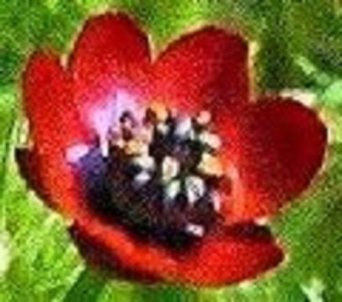 25 Pheasant Eye Adonis Flower Seeds Perennial