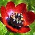 25 Pheasant Eye Adonis Flower Seeds Perennial