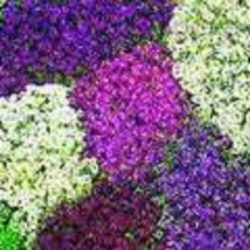 Lilac Lace Sweet Fragrant Alyssum Flower Seeds Perennial