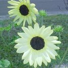 35 Vanilla Ice Sunflower Flower Seeds Unusual Long Lasting Annual