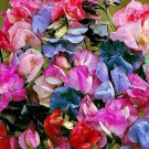 50 Lathyrus Most Fragrant Mix Sweet Pea Flower Seeds Reseeding Annual
