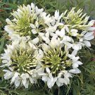 50 Giant White Queen Cleomespider Flower Seeds Reseeding Annual