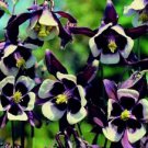 25 William Guiness Aquilegia Columbine Flower Seeds Perennial