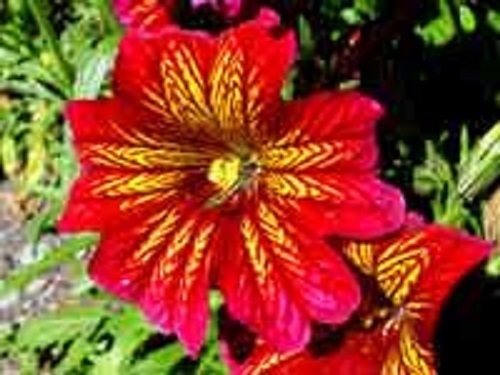 20 Red Stained Glass Flower Seeds Annual Salpiglossis