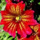 20 Red Stained Glass Flower Seeds Annual Salpiglossis