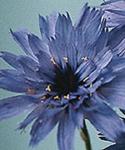 30 Blue Catananche Cupids Dart Flower Seeds Perennial