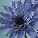 30 Blue Catananche Cupids Dart Flower Seeds Perennial
