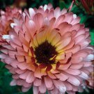40 Calendula Pink Surprise Flower Seeds Re Seeding Annual