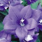 40 Blue Platycodon Double Balloon Flower Seeds Perennial