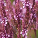 50 Verbena Pink Spires Perennial Flower Seeds Deer Resistant