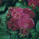 50 Wine Colored Ageratum Flower Seeds Self Seeding Annual