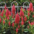 40 Celosia Plumed Fresh Look Pink Flamingo Self Seeding Annual Flower Seeds