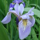 20 Northern Blue Flag Iris Flower Seeds Perennial Iris Versicolor