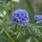 50 Globe Gilia Flower Seeds Beautifully Scented Annual Easy To Grow