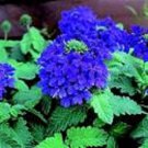 35 Verbena Blue Lagoon Perennial Flower Seeds Deer Resistant