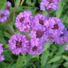 50 Verbena Vervain Softest Purple Perennial Flower Seeds Deer Resistant